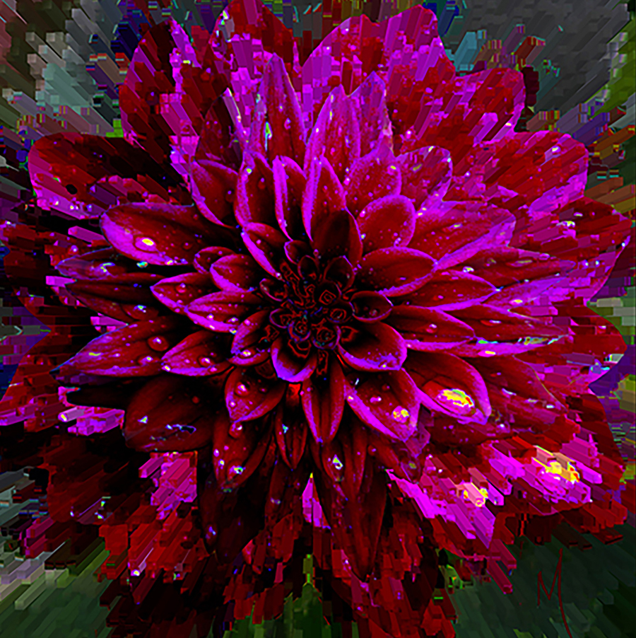 Dahlia