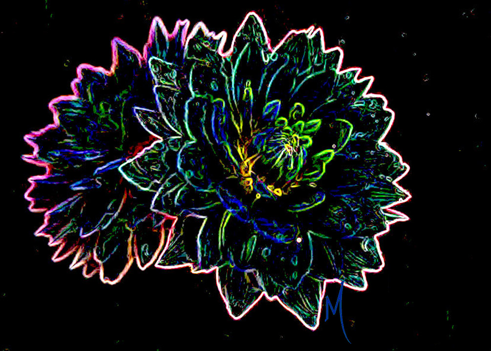 Dahlia