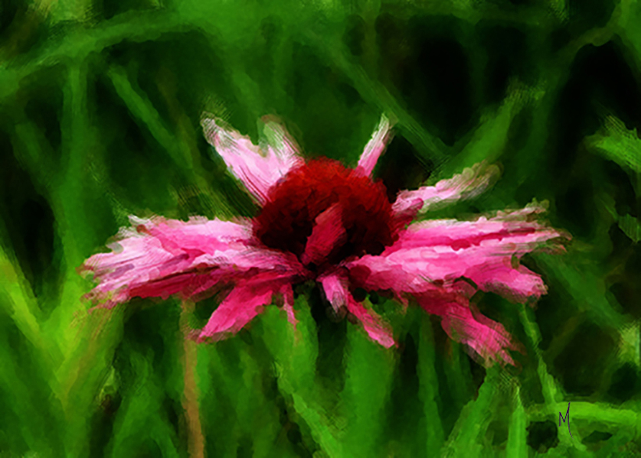 Dahlia