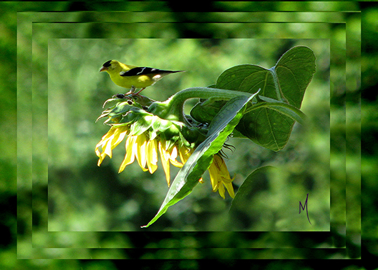 Goldfinch