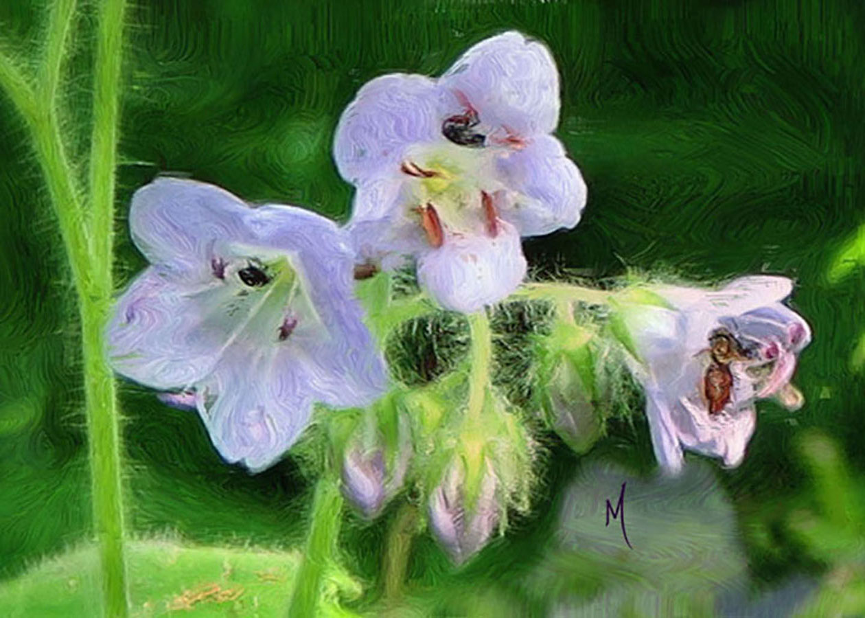 Great Waterleaf