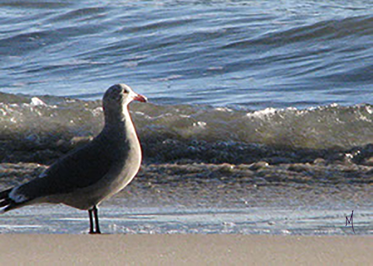 Seagul