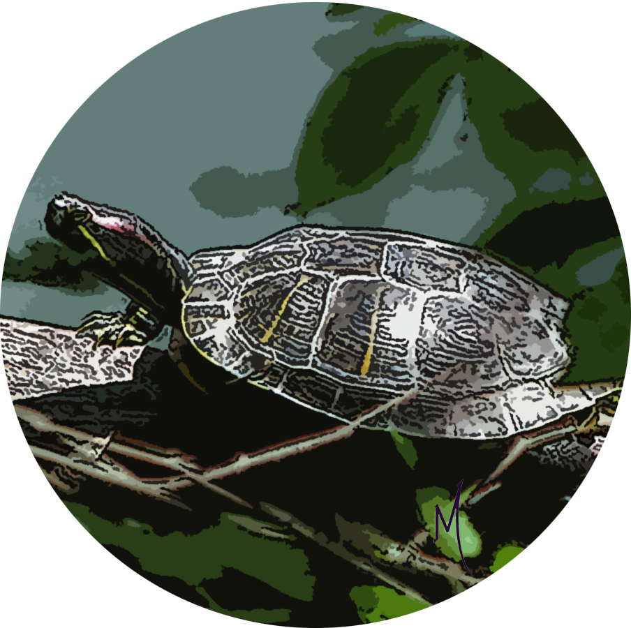 Turtle