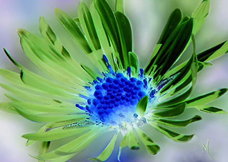 Dahlia