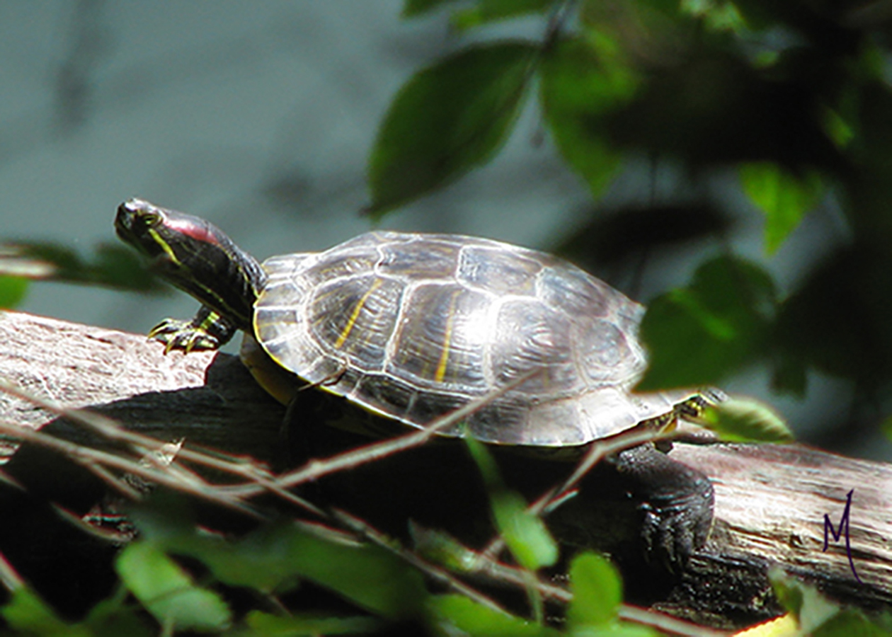Turtle