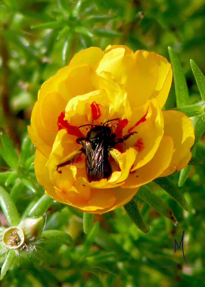 Bee