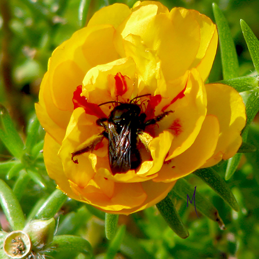 Bee