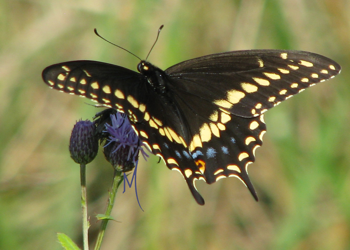 Swallowtail